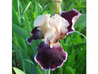 $100 Worth of Iris Rhizomes