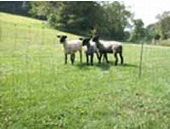 $75 Gift Certificate to Kencove Fence Supplies