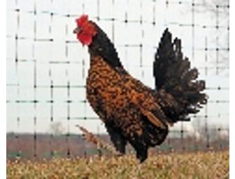 $75 Gift Certificate to Kencove Fence Supplies