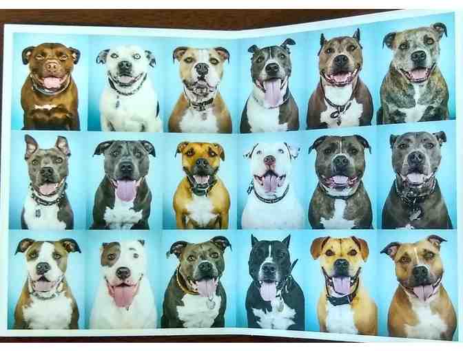 Book - The Big Book of Pit Bull Headshots from Hollywood (Unsigned)