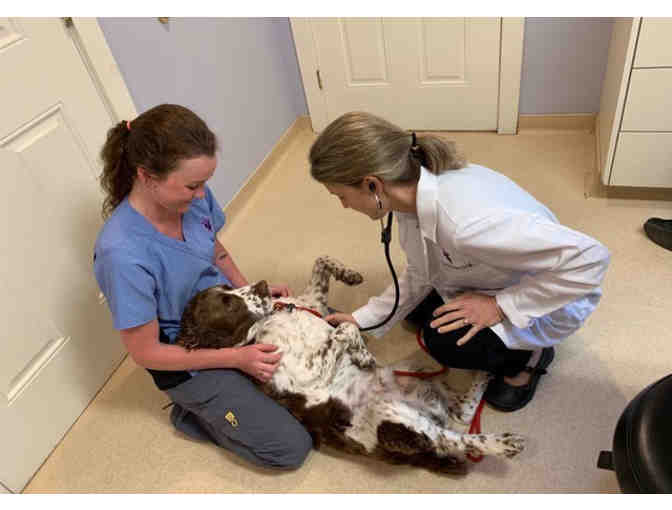 PenBay Veterinary Associates-Annual Bloodwork