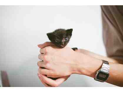 BE A HERO- Kitten Wellness