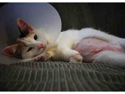 BE A HERO- Spay/Neuter Costs