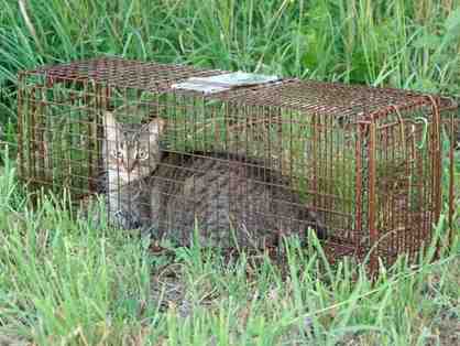 BE A HERO- Purchase a Trap