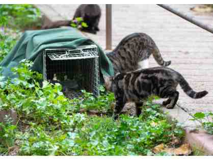 BE A HERO-HELP US HELP MORE CATS! SPONSOR A HUMANE TRAP!