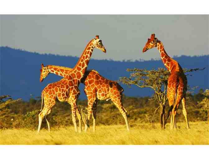Kenya Safari Extravaganza - Photo 1
