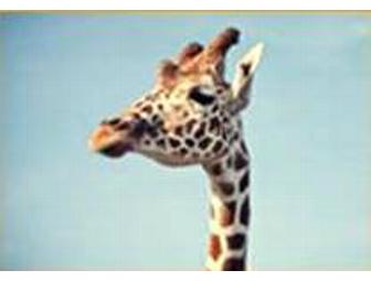 V.I.P. Car Pass for African Safari Wildlife Park in Port Clinton, Ohio