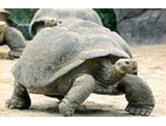 V.I.P. Car Pass for African Safari Wildlife Park in Port Clinton, Ohio