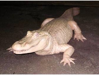 V.I.P. Car Pass for African Safari Wildlife Park in Port Clinton, Ohio