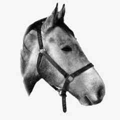 Equine Veterinary Dental Services