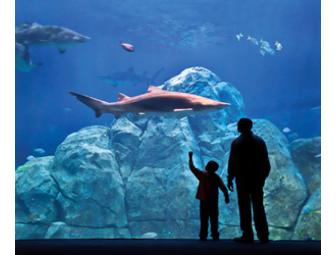 Family 4 Pack to Adventure Aquarium