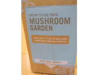 Back to the Roots Grow Your Own Mushroom Garden