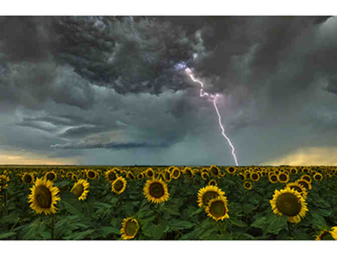 20x16 Photo Print of Sunflowers in a Storm - Photo 1