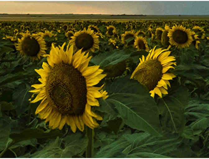 20x16 Photo Print of Sunflowers in a Storm - Photo 2