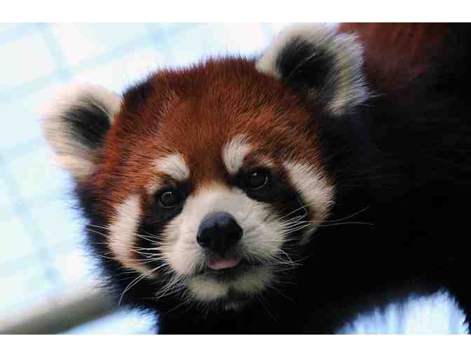 Saskatoon Forestry Farm Park and Zoo Red Panda VIP Experience