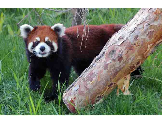 Saskatoon Forestry Farm Park and Zoo Red Panda VIP Experience