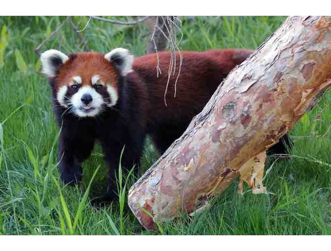 Saskatoon Forestry Farm Park and Zoo Red Panda VIP Experience - Photo 3
