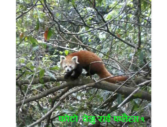 Red Panda Network Ecotrip 'Founder's Tour' in Nepal