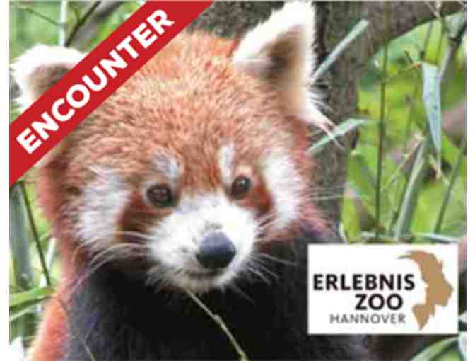 Einmalig: Rendezvous mit den Roten Pandas fur den Artenschutz, Hannover, Germany