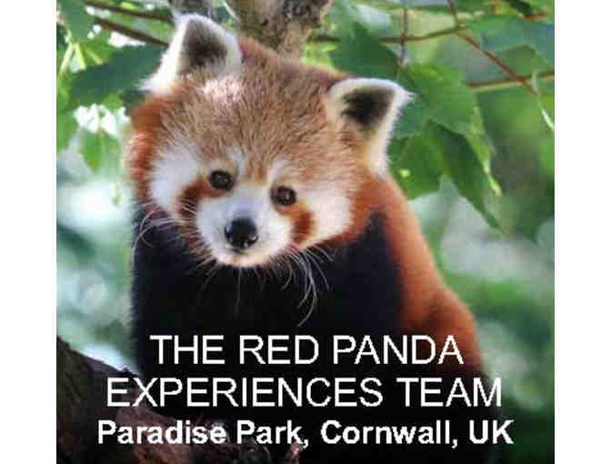 VIP Red Panda Experience in Hayle, Cornwall, UK