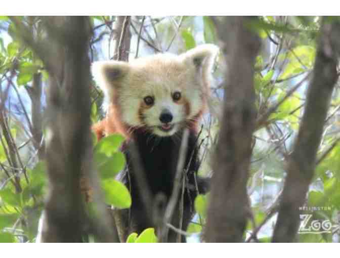 Red Panda Encounter for 2 People in Wellington, New Zealand