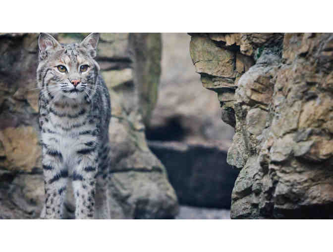 Family Fun at CuriOdyssey!