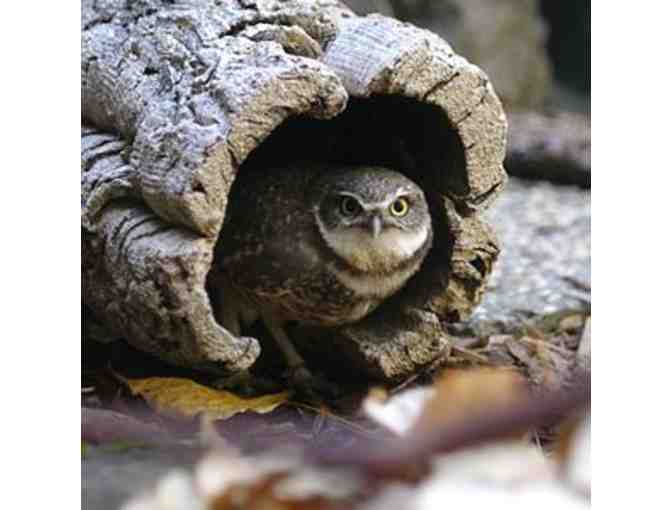 Family Fun at CuriOdyssey!