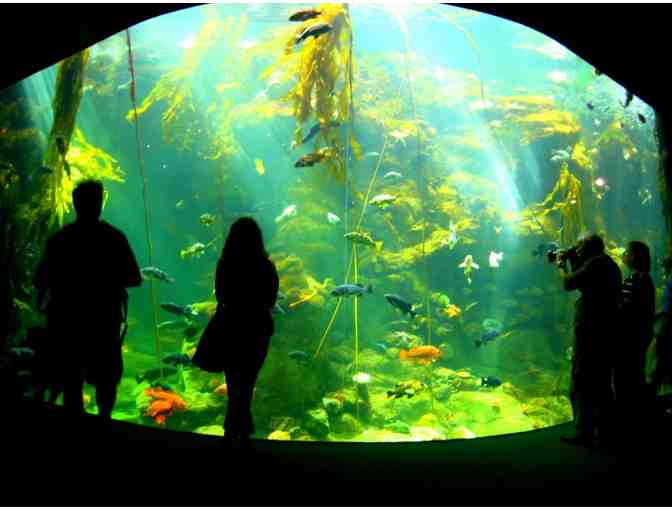 California Academy of Sciences!