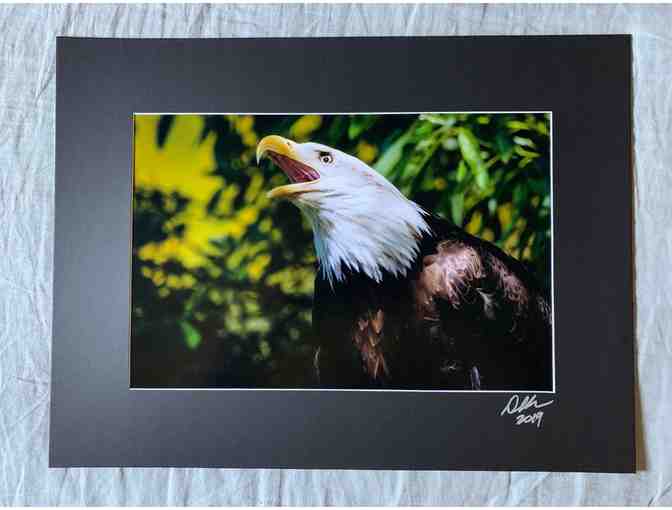 American Bald Eagle 18x24 Signed Print by Dan Kabanuck - Photo 1