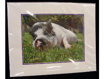 'Purvis' The Pig - Matted Photograph