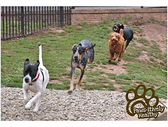 One Night Boarding at Paws-itively Healthy's Canine Retreat and 3 Bags of Nurto Dog Treats