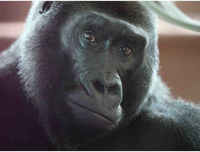 4 Tickets to the Philadelphia Zoo