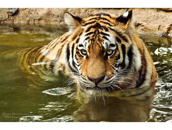 4 Tickets to the Philadelphia Zoo