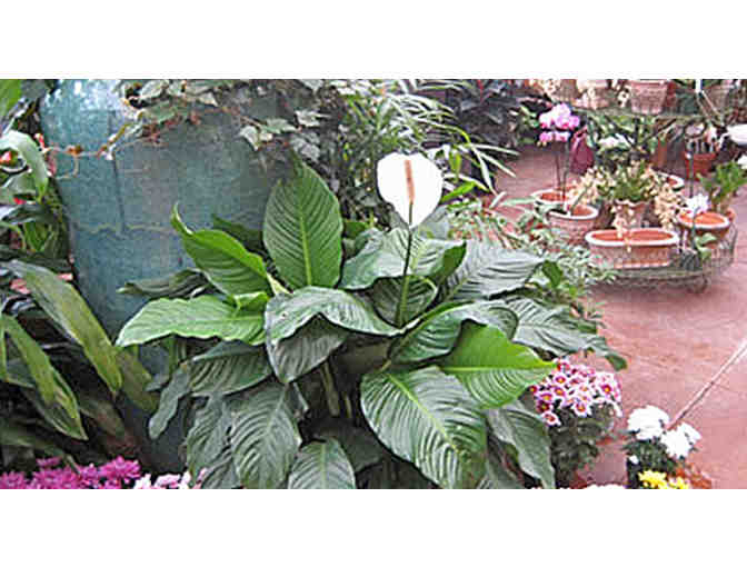$50 Gift Certificate The Rhoads Garden