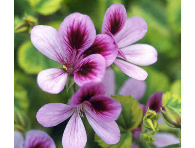 2 Tickets to Longwood Gardens