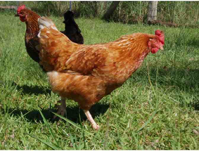 6 Dozen Organic Eggs from The Old Dutch Cupboard