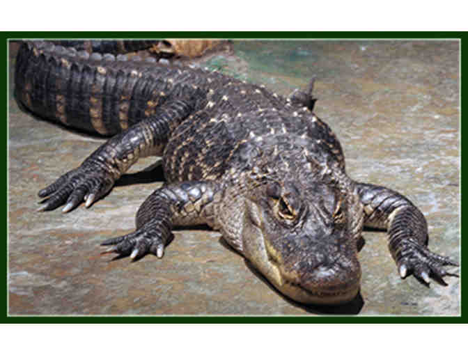 Four Passes to Elmwood Park Zoo