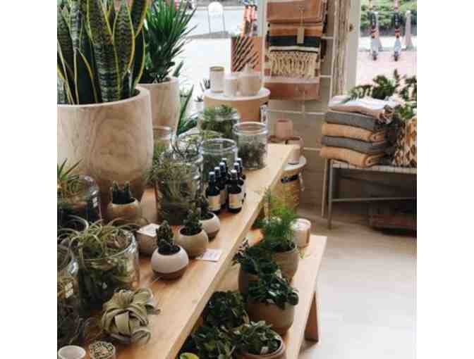 Oak + Moss $20 Gift Card