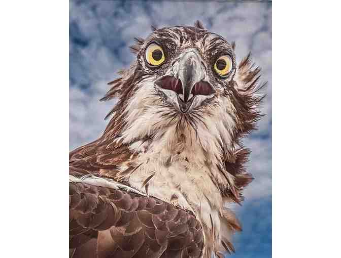 H01 'Osprey in a Mood on Jekyll Island', Hanging Canvas 16' x 20'