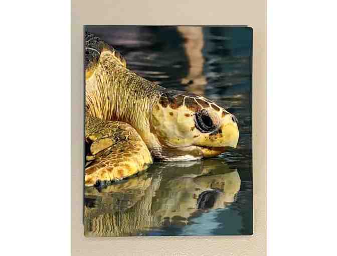 H02 'Sea Turtle', on Metal 8' x 10'