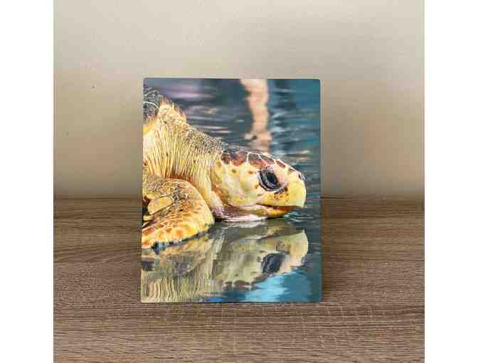 H02 'Sea Turtle', on Metal 8' x 10'