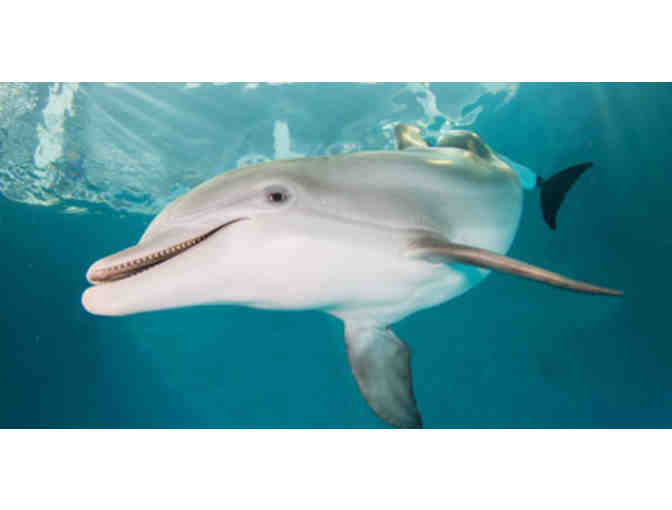 Clearwater Marine Aquarium: 4 Tickets  See Winter the Dolphin - Photo 2