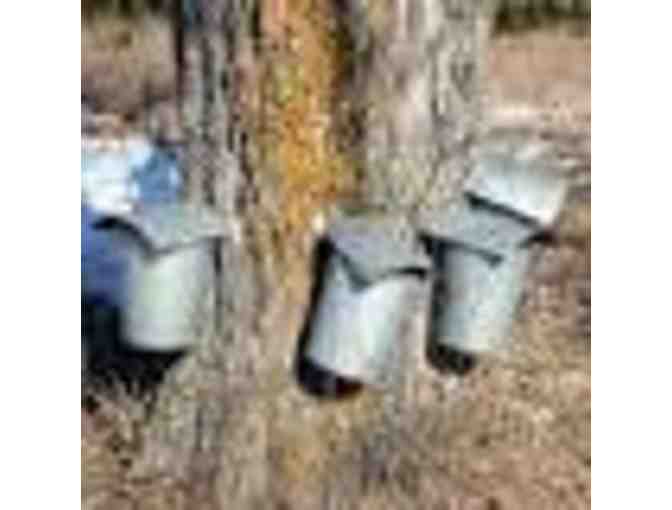 Pingree Maple Syrup!