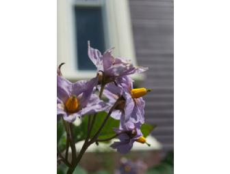 Beacon Street Farm: Seedlings and Seeds