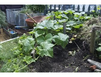 Beacon Street Farm: Seedlings and Seeds