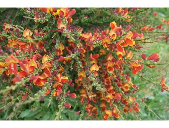 Beacon Street Farm: Seedlings and Seeds