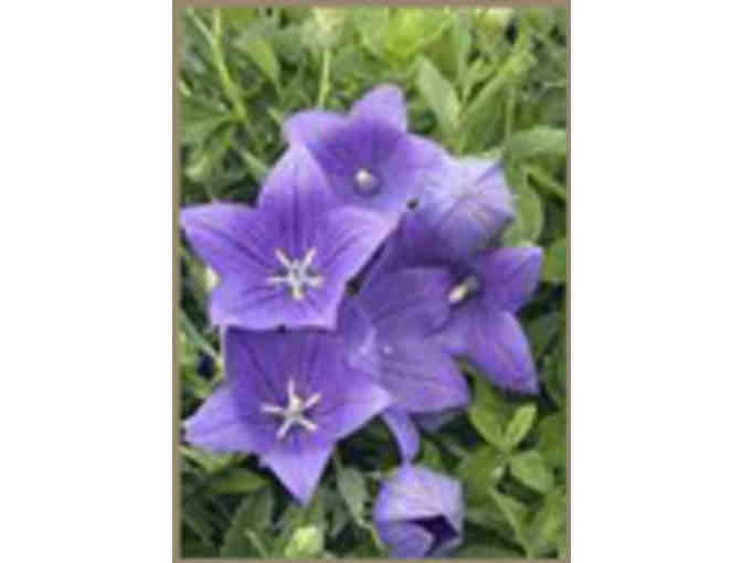 Laschi's Garden Center