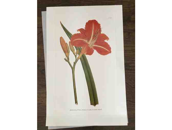 Botanicals of Mount Vernon Prints - Photo 1