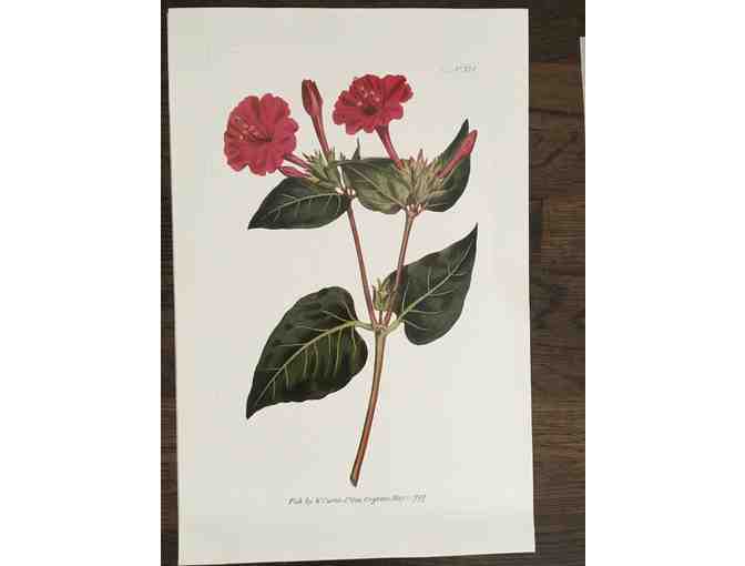 Botanicals of Mount Vernon Prints