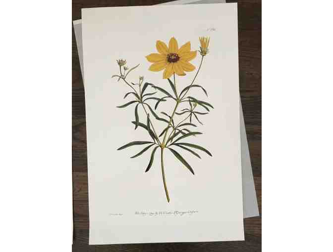 Botanicals of Mount Vernon Prints - Photo 3